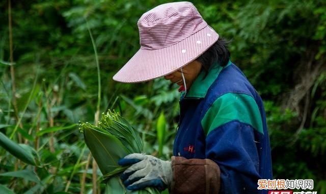 湖北鹤峰县香源箬叶的箬叶包粽子为什么久煮不发黄