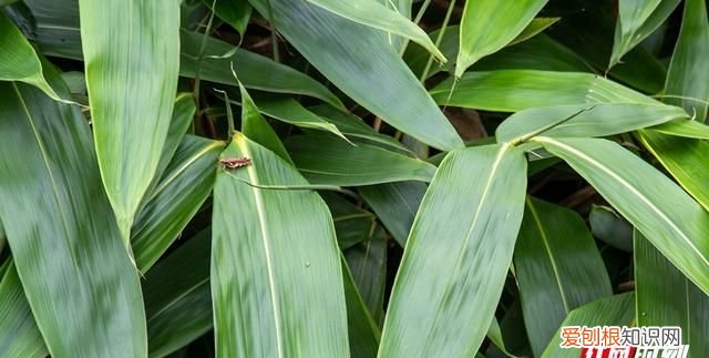 湖北鹤峰县香源箬叶的箬叶包粽子为什么久煮不发黄