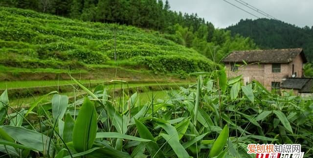 湖北鹤峰县香源箬叶的箬叶包粽子为什么久煮不发黄