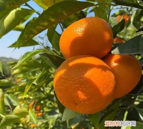 沃柑有什么营养价值，沃柑的营业价值有哪些