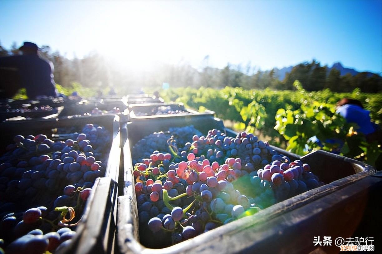 新疆天山脚下的宏愿：中国人要酿自己的葡萄酒