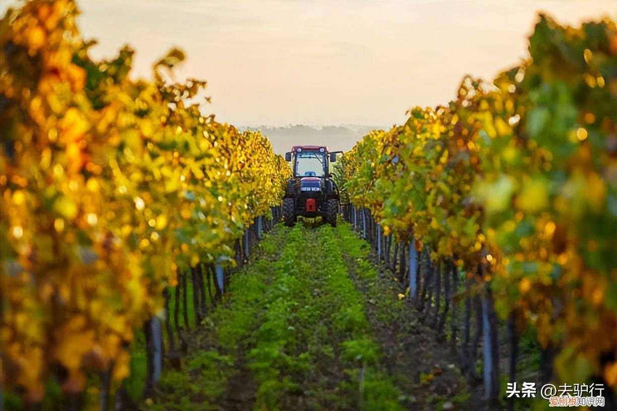 新疆天山脚下的宏愿：中国人要酿自己的葡萄酒