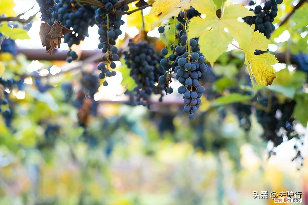 新疆天山脚下的宏愿：中国人要酿自己的葡萄酒