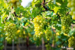 新疆天山脚下的宏愿：中国人要酿自己的葡萄酒