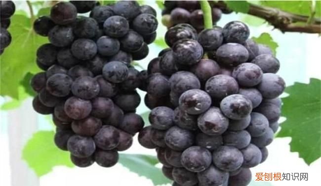 葡萄太酸了怎么处理,葡萄酒酸度怎样处理