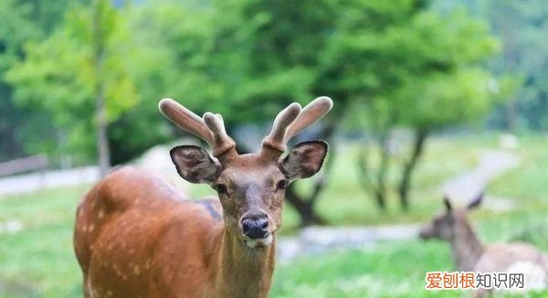 哪种动物瞳孔是长方形，海南特有的珍稀动物有哪些