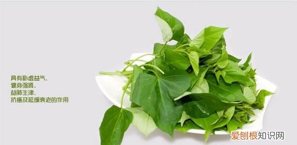 红薯叶子有什么功效和作用，地瓜叶的功效与作用有哪些
