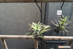 凤梨全寿命多少年，空气凤梨的寿命是几年