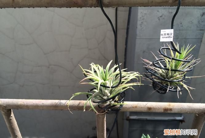 凤梨全寿命多少年，空气凤梨的寿命是几年