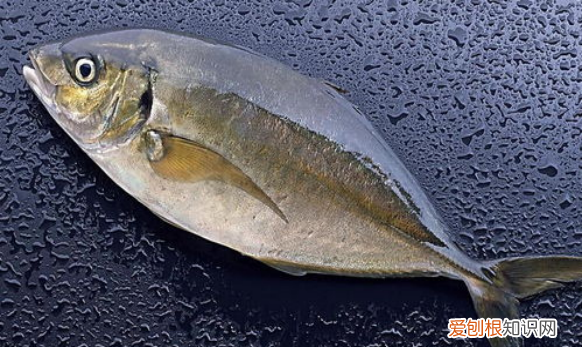 茶壶鱼怎么分公母