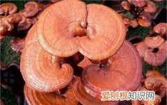 灵芝茶怎么泡不苦，灵芝茶怎么喝才健康