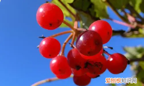 构树穗有毒，构树的果实能吃吗