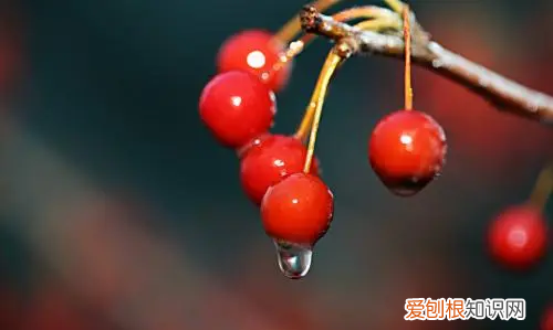 构树穗有毒，构树的果实能吃吗