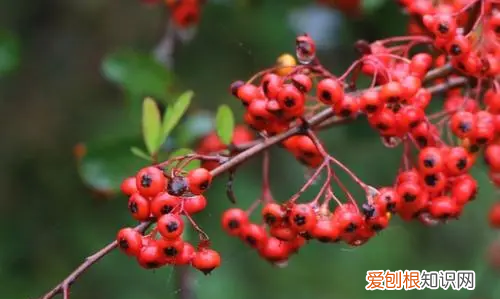 构树穗有毒，构树的果实能吃吗