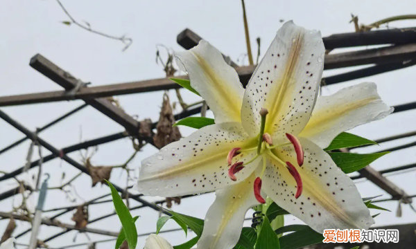 可以水培百合，百合花可以水培吗,水培百合花的养殖方法