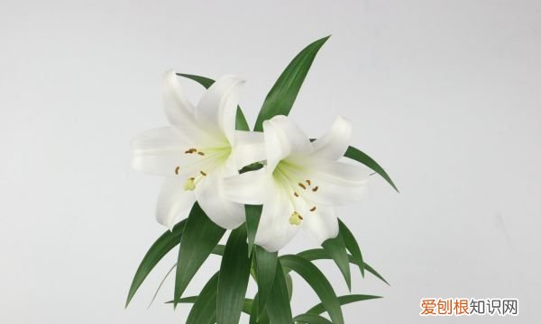 可以水培百合，百合花可以水培吗,水培百合花的养殖方法