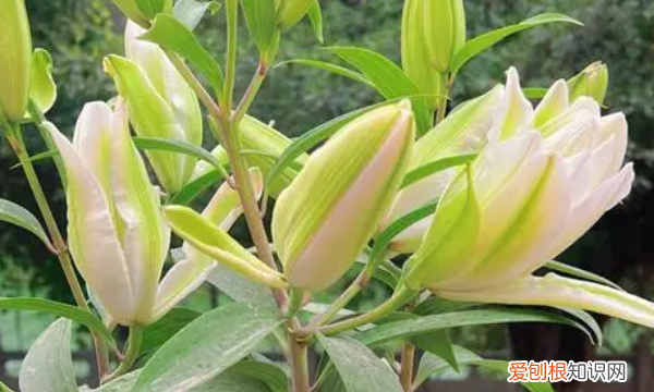 可以水培百合，百合花可以水培吗,水培百合花的养殖方法