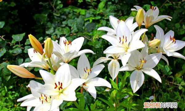 可以水培百合，百合花可以水培吗,水培百合花的养殖方法