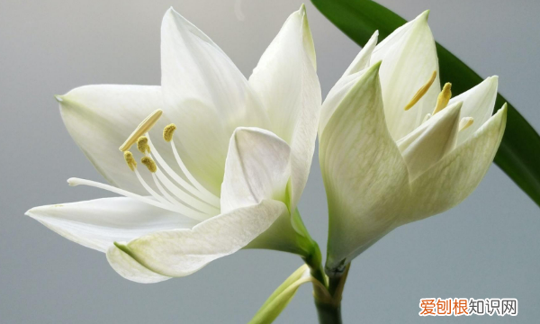 可以水培百合，百合花可以水培吗,水培百合花的养殖方法