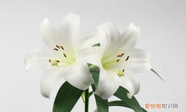 可以水培百合，百合花可以水培吗,水培百合花的养殖方法