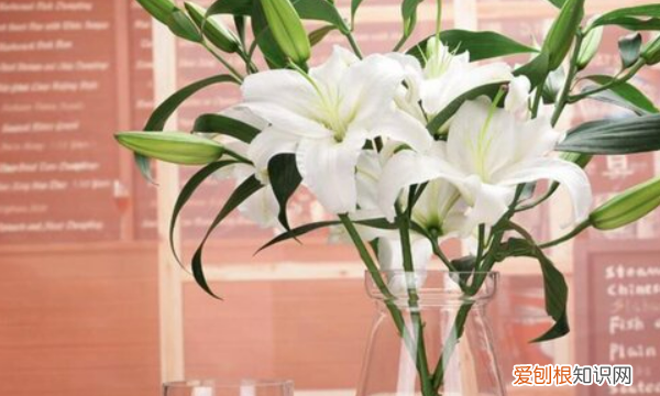 可以水培百合，百合花可以水培吗,水培百合花的养殖方法