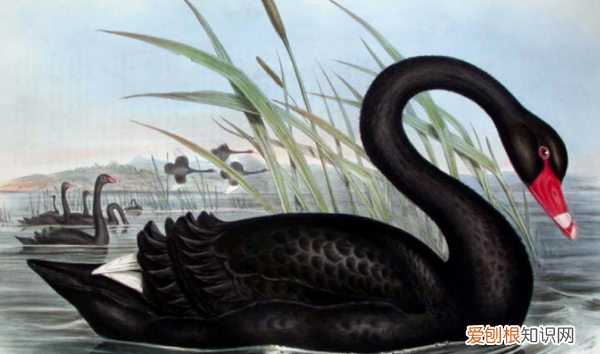 灰犀牛与黑天鹅事件的区别