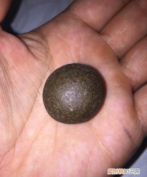 羊宝是什么,易烊千玺为什么叫火羊宝是什么意思