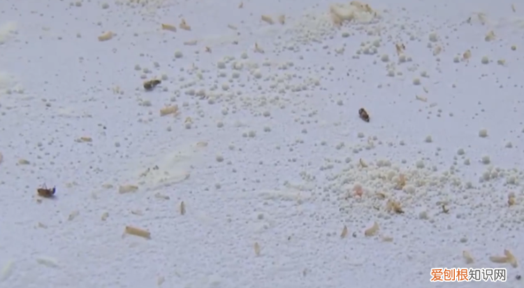 面粉出虫子了还能吃吗,面粉里有活的小蜘蛛还能吃