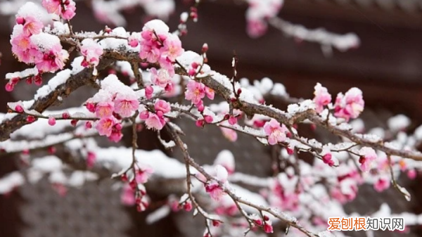 王安石梅花的诗句解释，梅花宋王安石的古诗意思解释