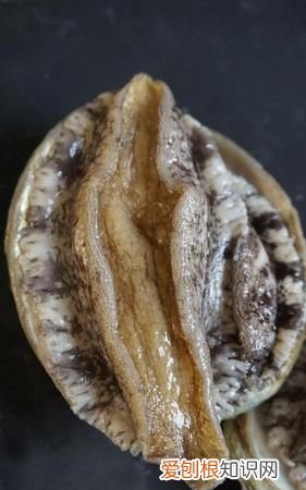 死了的鲍鱼怎么存放，渔人阿烽鲍鱼怎么保存