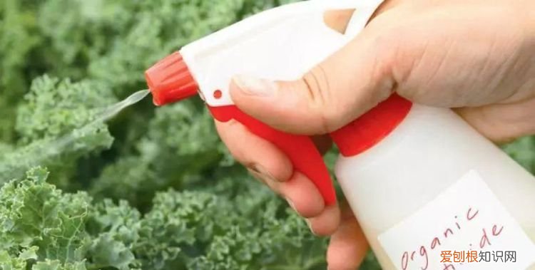 如何去除杀虫剂残留,如何避免杀虫剂的危害