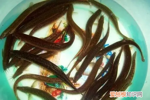 泥鳅有什么营养价值，泥鳅也是一种美食吗