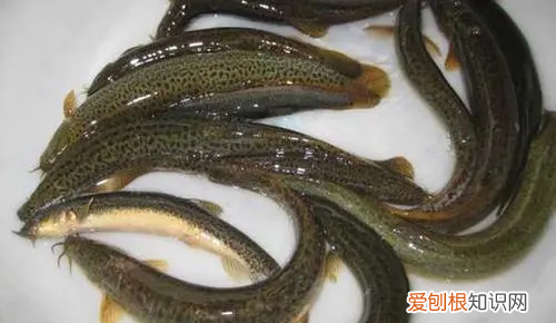 泥鳅有什么营养价值，泥鳅也是一种美食吗