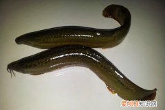 泥鳅有什么营养价值，泥鳅也是一种美食吗