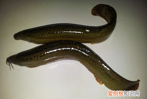 泥鳅有什么营养价值，泥鳅也是一种美食吗