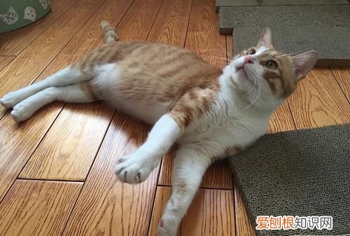 橘白猫是什么杂交，橘白长毛猫是什么品种