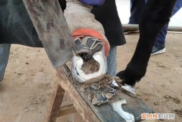 驴蹄为什么要修剪，网友看修驴蹄子解压视频