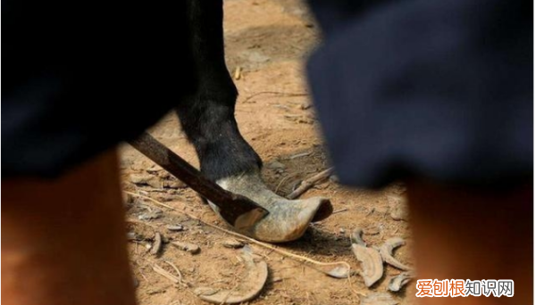 驴蹄为什么要修剪,网友看修驴蹄子解压视频