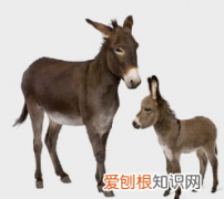 驴蹄为什么要修剪，网友看修驴蹄子解压视频