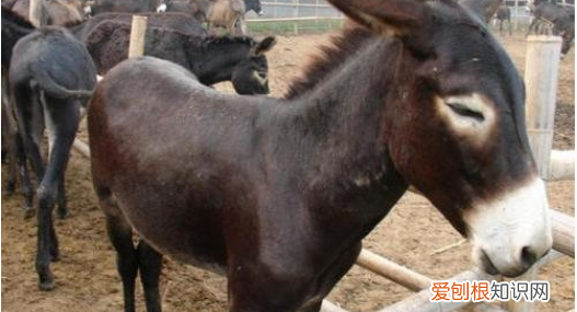 驴蹄为什么要修剪,网友看修驴蹄子解压视频