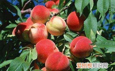 什么时候是吃桃子的季节，桃子一般在什么季节可以吃呢