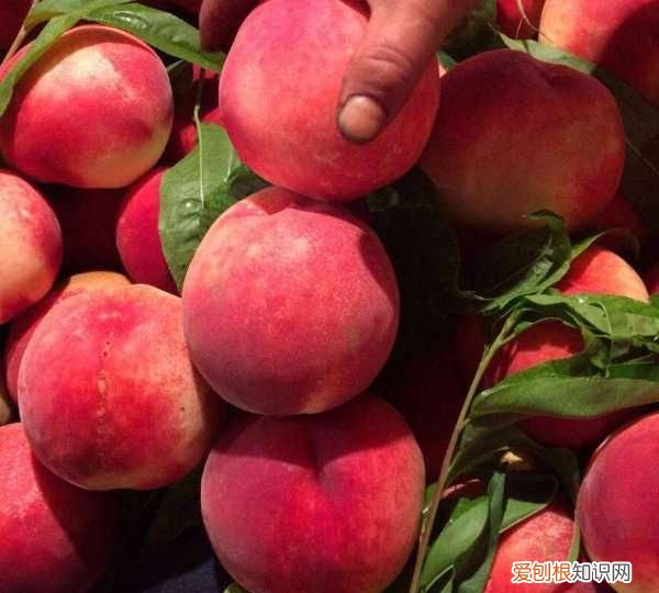 什么时候是吃桃子的季节，桃子一般在什么季节可以吃呢