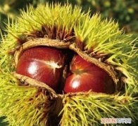 刚摘下来的板栗怎么处理，从树上摘下来的新鲜板栗可以吃