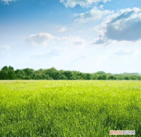 如何简单捣蒜泥，怎样做蒜泥好吃能久存