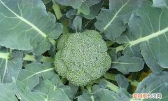 西兰花变黄了怎么处理，种植西兰花儿花球发黄是怎么回事