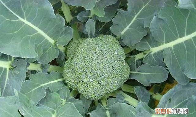 西兰花变黄了怎么处理,种植西兰花儿花球发黄是怎么回事