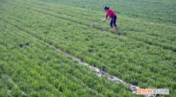 春天小麦什么时间浇水，什么时候浇冬水麦子合适