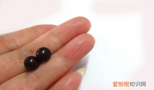 速进,金刚菩提加隔片的小技巧