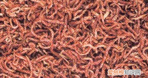 尾巴上有寄生虫的鲫鱼还能吃，鲫鱼身上寄生虫高温能杀死吗