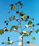 迷你世界棉花树长什么样，迷你世界更新后白色棉花块有什么用